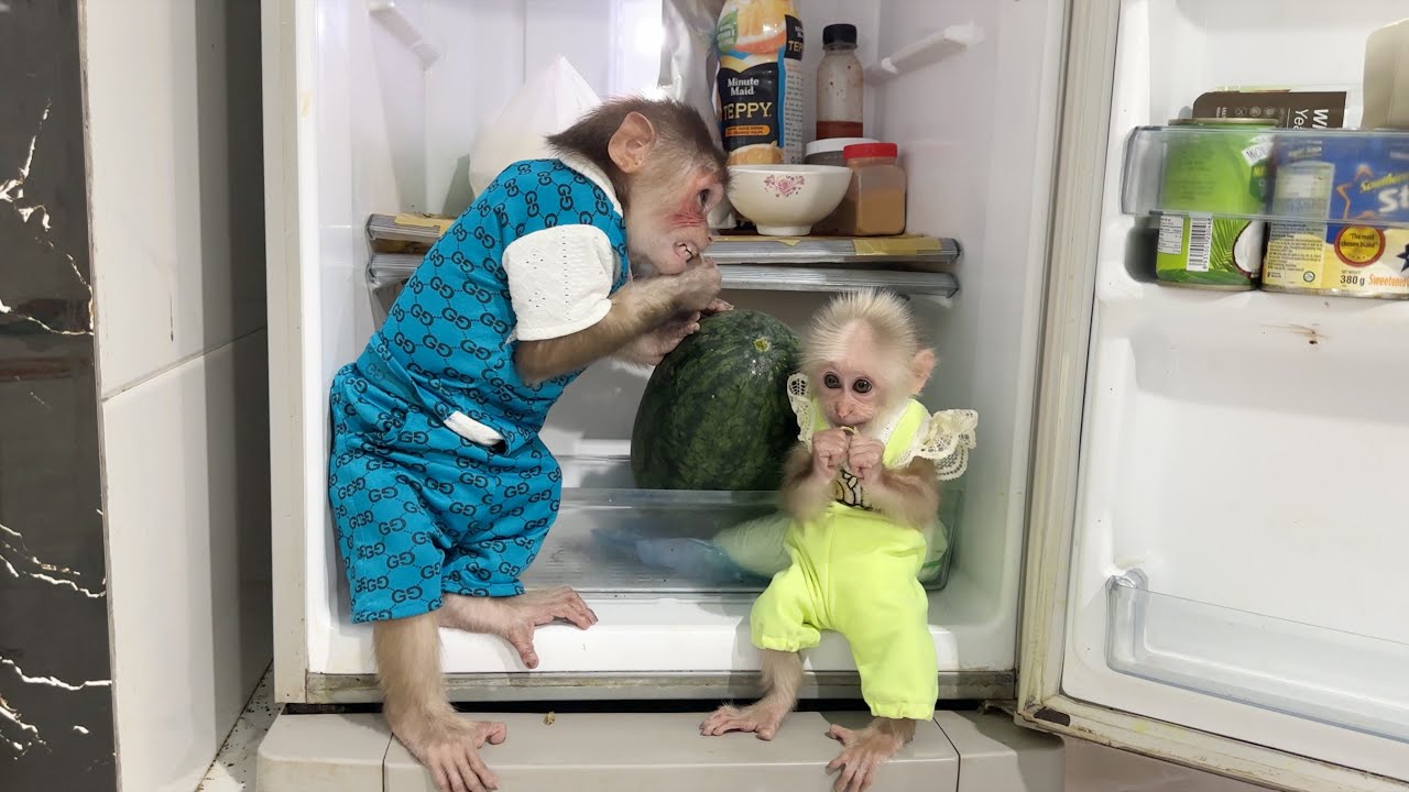 Very funny 😂 Monkey SinSin & ZiZi find every way to eat the watermelon in the refrigerator