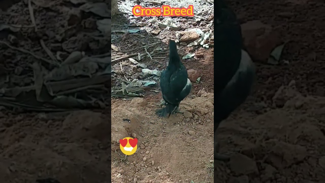 Duck and Chicken Cross Breed #aseel #crossbreed #crowing #rooster #memes #funny #lovebirds