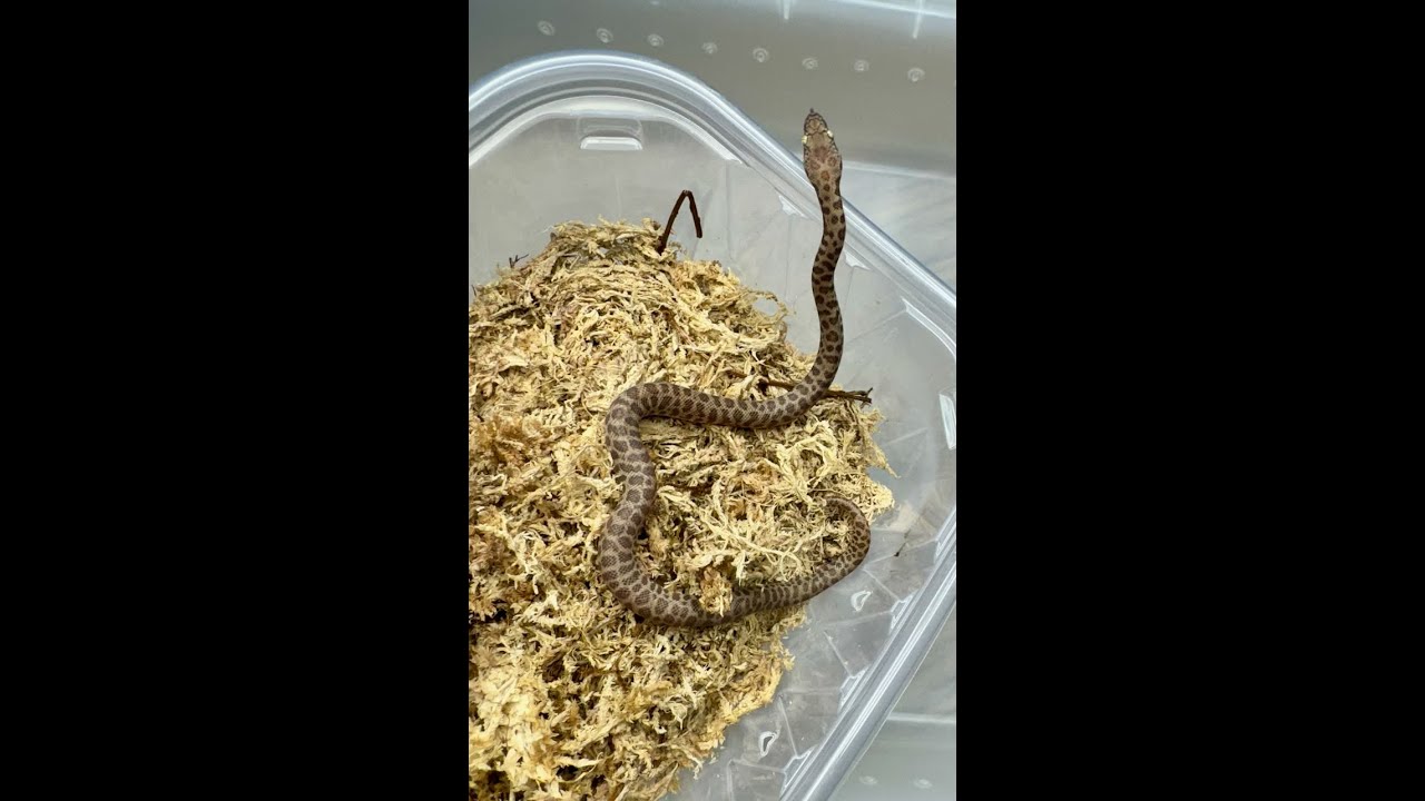 Almost Ready!  2025 Childrens Python Babies