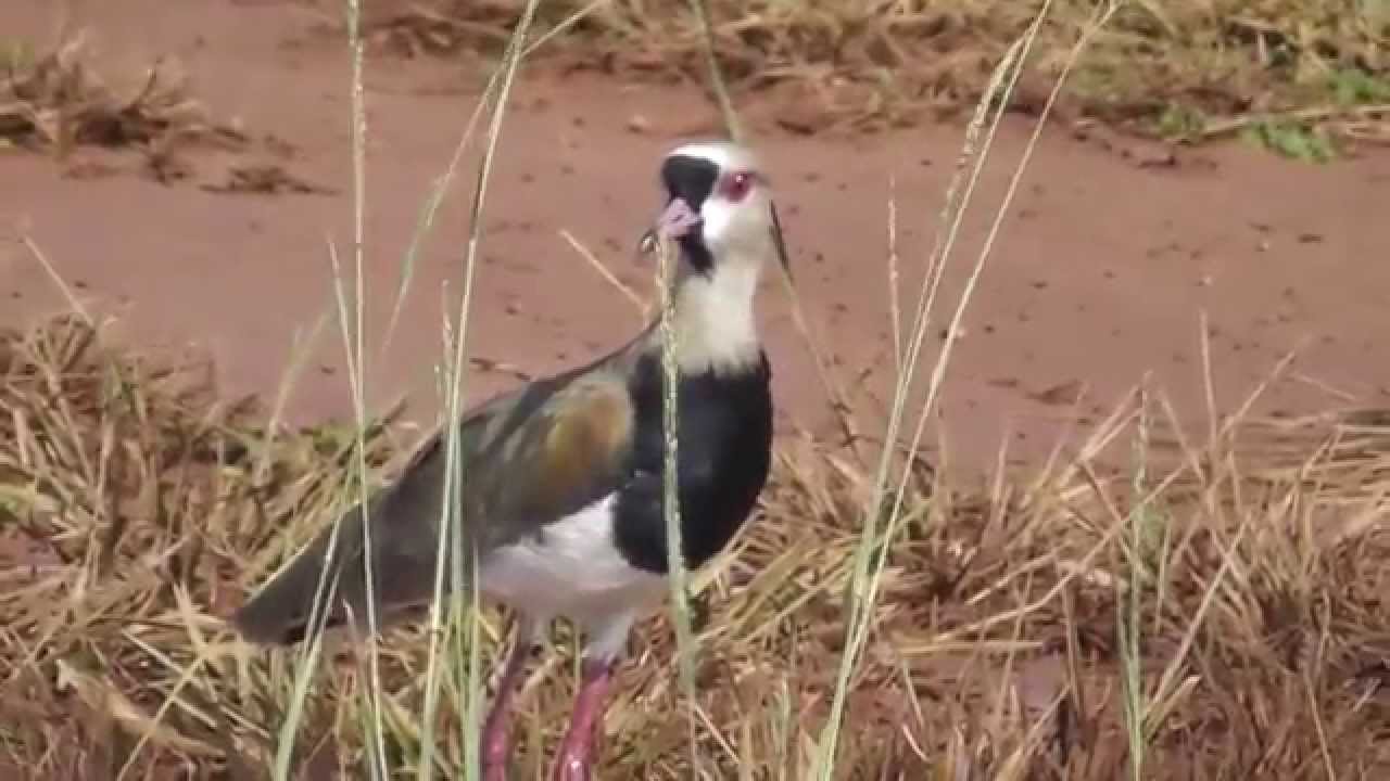Alcarav&aacute;n llanero (Vanellus chilensis cayennensis) en el Vichada, Colombia