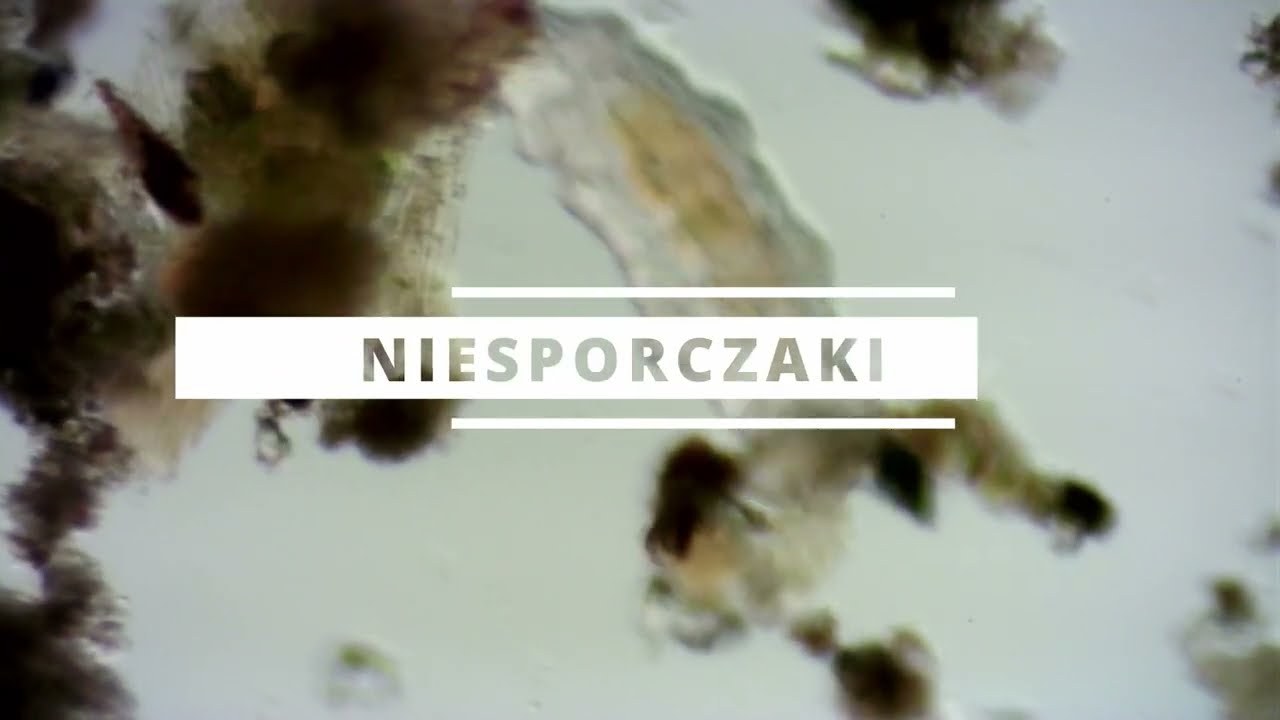 Niesporczaki (Tardigrada) #microscopy300years