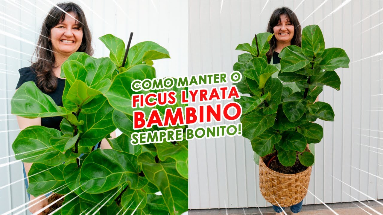FICUS LYRATA, qual é o MEU SEGREDO, para manter essa PLANTA SEMPRE LINDA