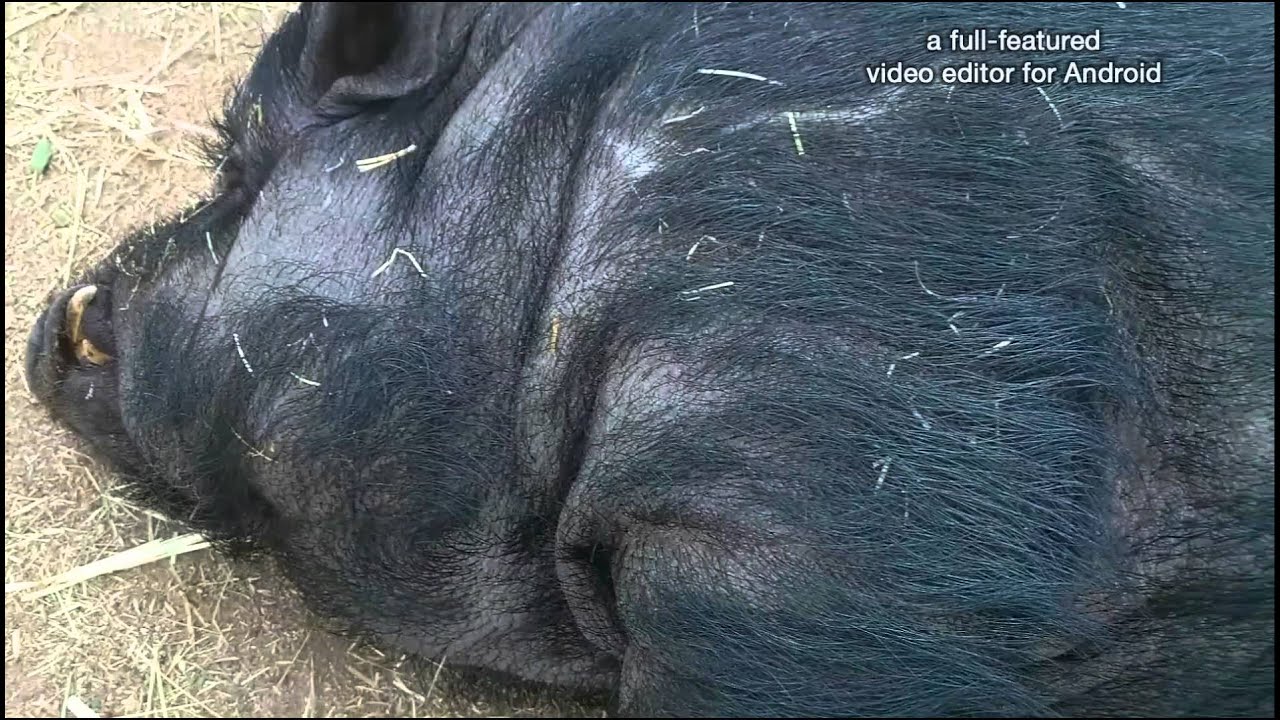 Algunos habitantes del hogar provegan