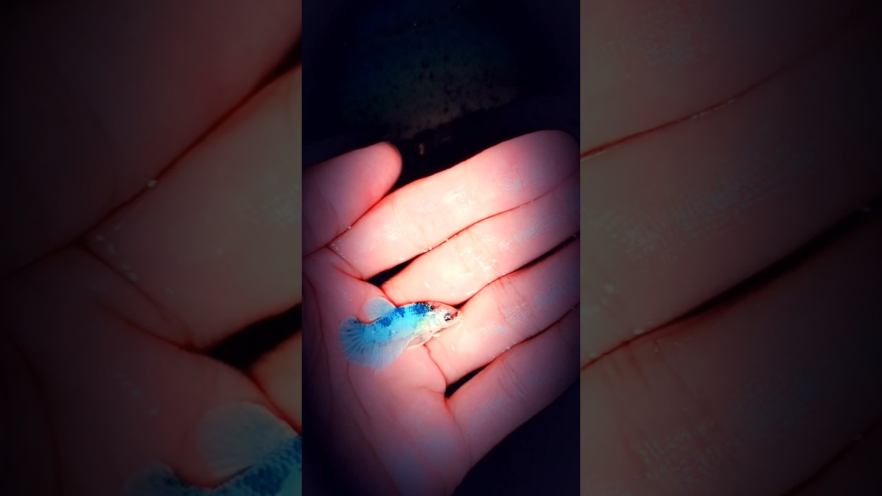 Hybrid Galaxy Betta #betta #bluebettafish #bettas