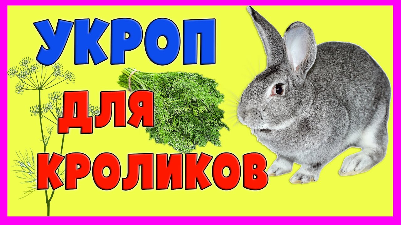 КОРМЛЕНИЕ КРОЛИКОВ: УКРОП