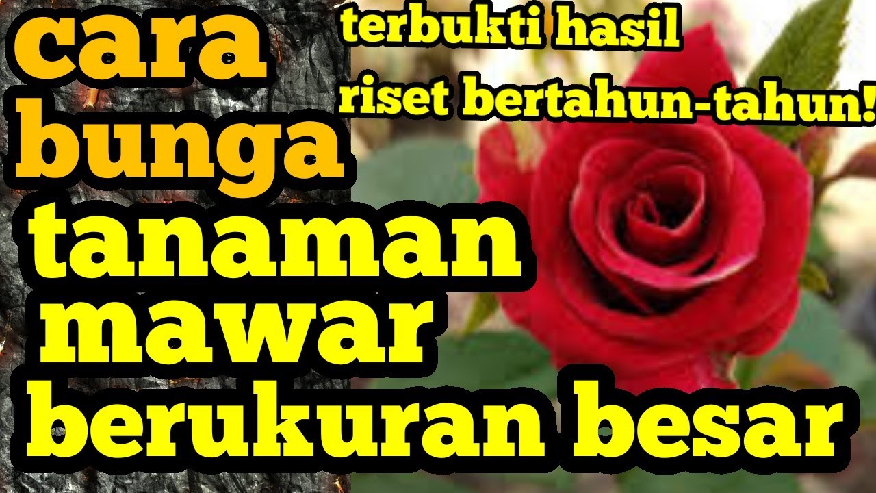 Cara agar bunga tanaman mawar berukuran besar