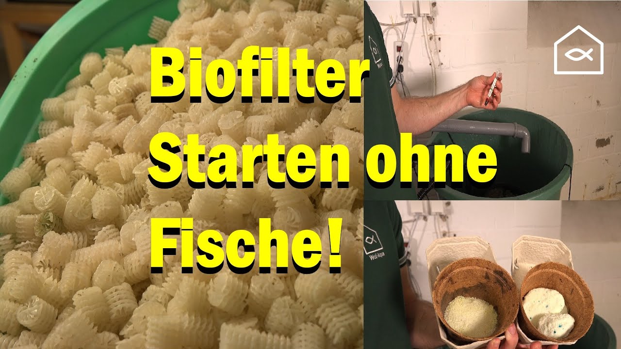 Biofilter starten! (ohne Fische)