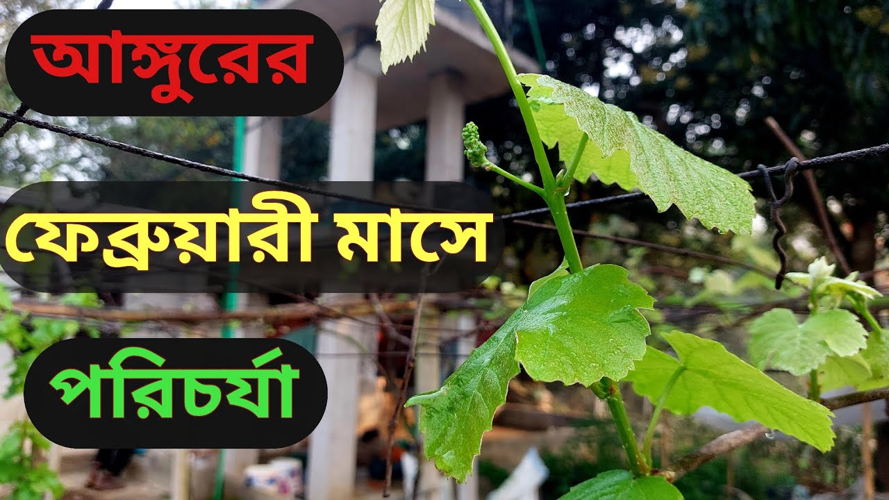 আঙ্গুর গাছের পরিচর্যা ফেব্রুয়ারী মাসে!