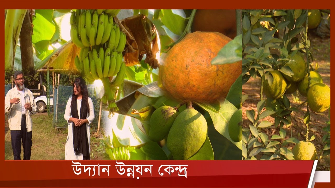 উদ্যান উন্নয়ন কেন্দ্র, বিএডিসি || আমার কৃষি আমার খামার | Amar Krishi Amar Khamar | 7Jan.22