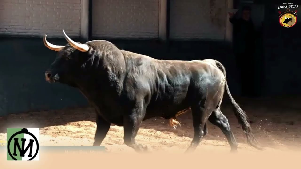 Plaza de toros de Las Ventas. Los toros con más trapío de la temporada 2024. PARTE 2