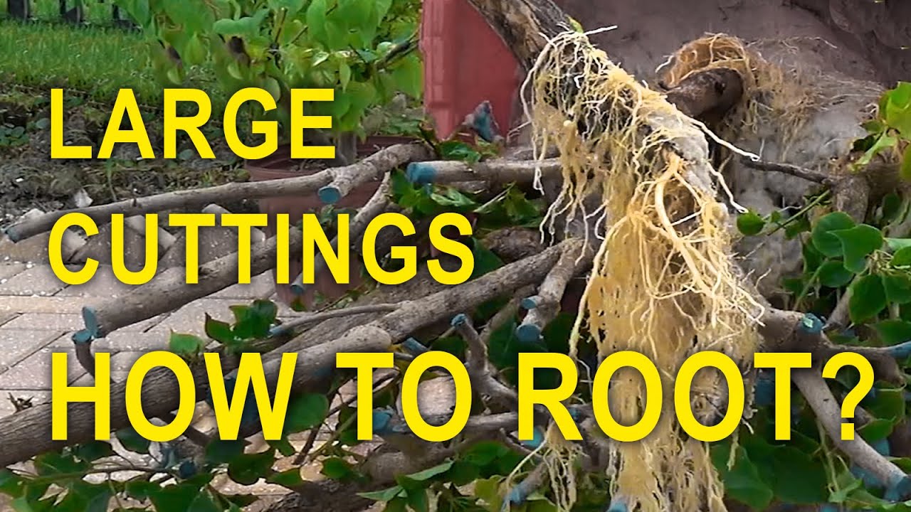 BOUGAINVILLEA - Large Cuttings - How to Root?