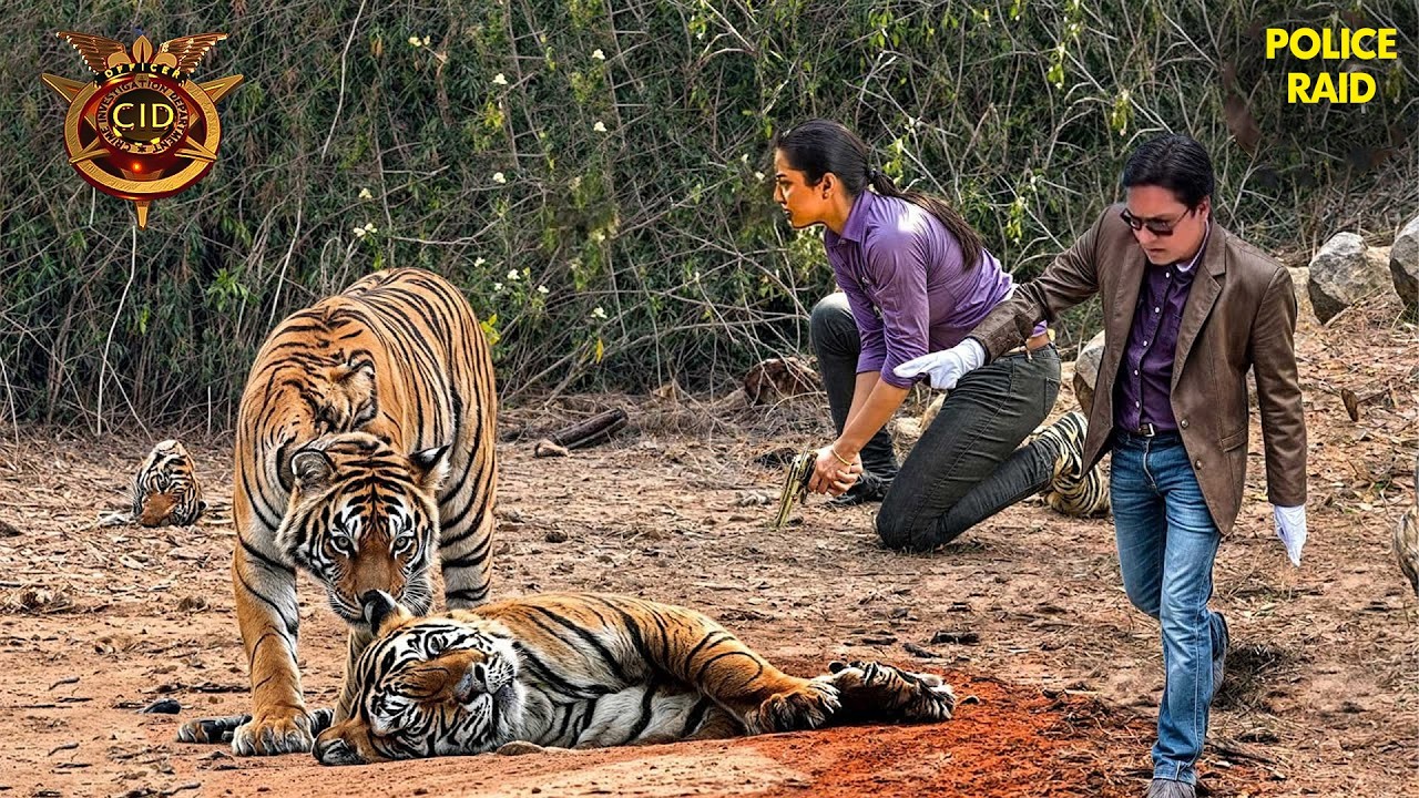 जंगल के आतंकी Tiger से हुआ Team CID का सामना! | CID | New Ep 2026