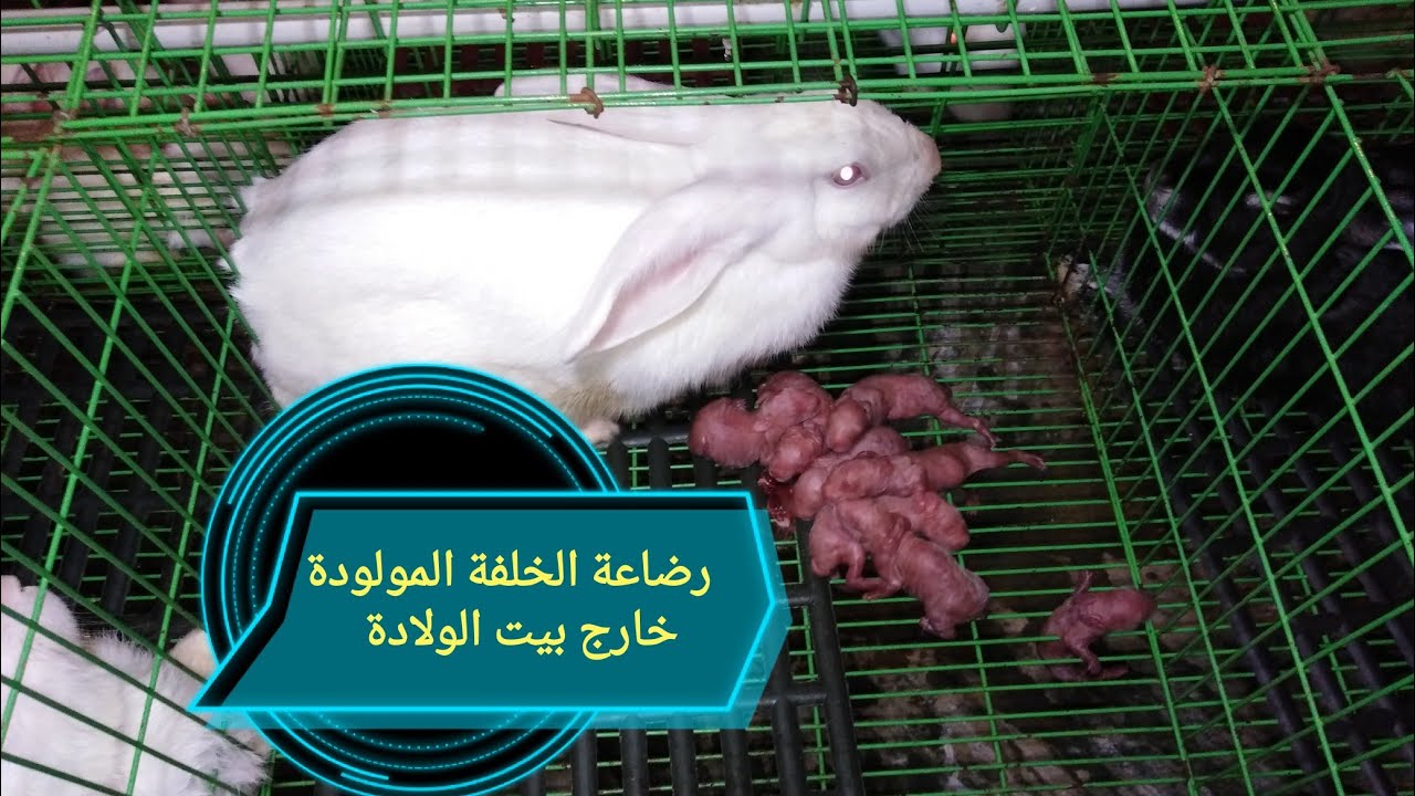 هنعمل ايه لو الأرنبة ولدت على السلك أو خارج مكان الولادة التعامل معها من الألف إلى الياء ✅💯👍