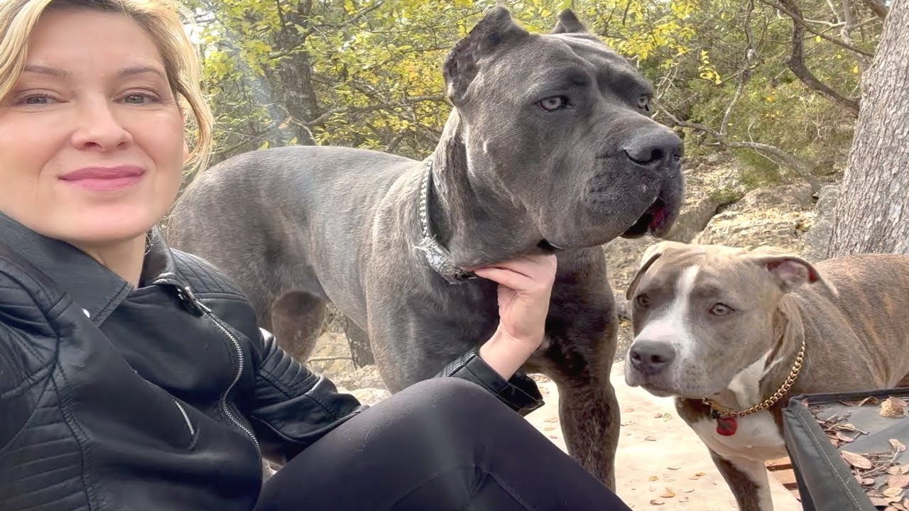 CANE CORSO Dog REACTS to PITBULL: Training to Prevent AGGRESSION