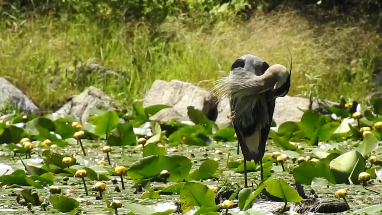 Grand Héron 2 - Great Blue Heron / Ardea herodias