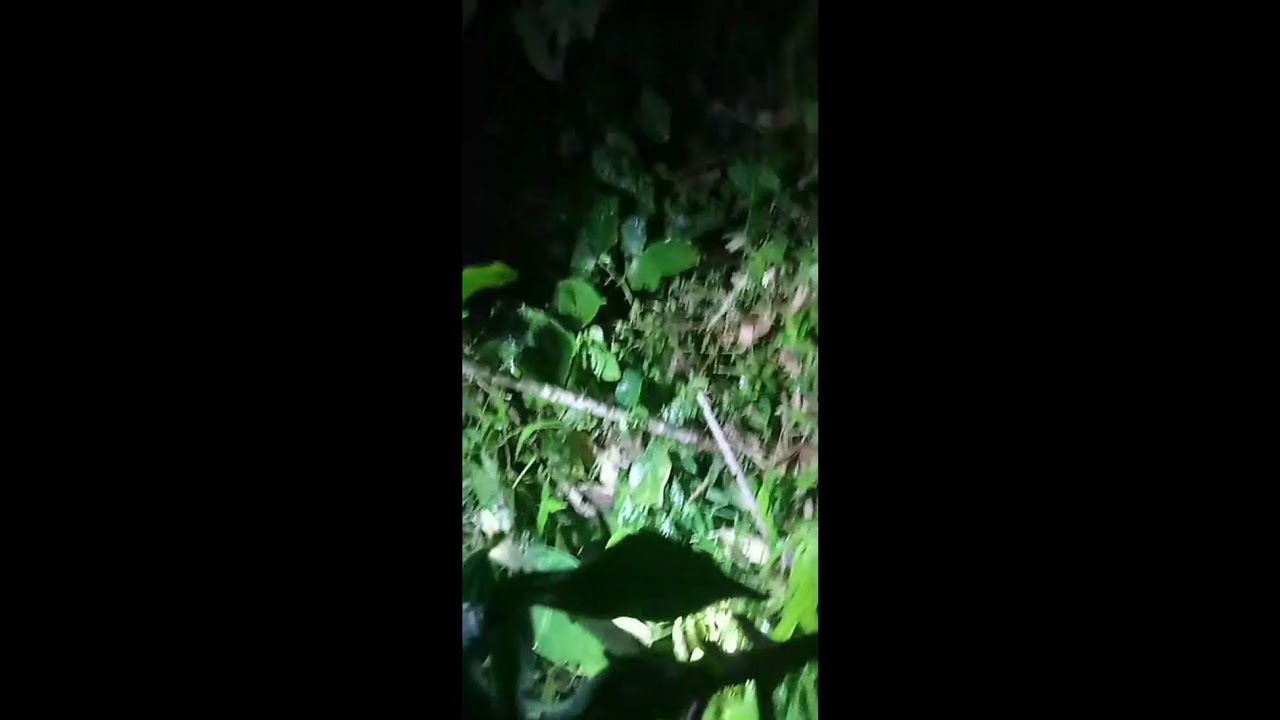 live ngobor ikan ‼️ coleb bersama supir proyek