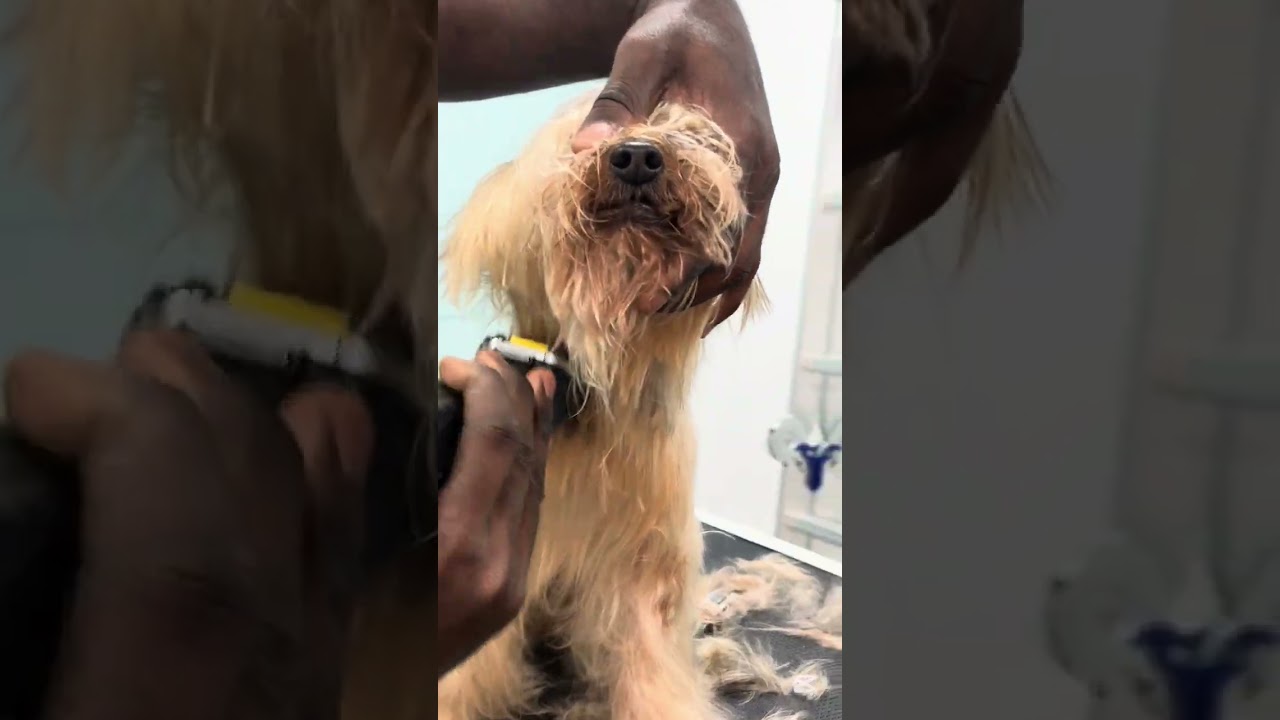 HOW I CHANG THIS  DOG FROM HORRIBLE TO CUT