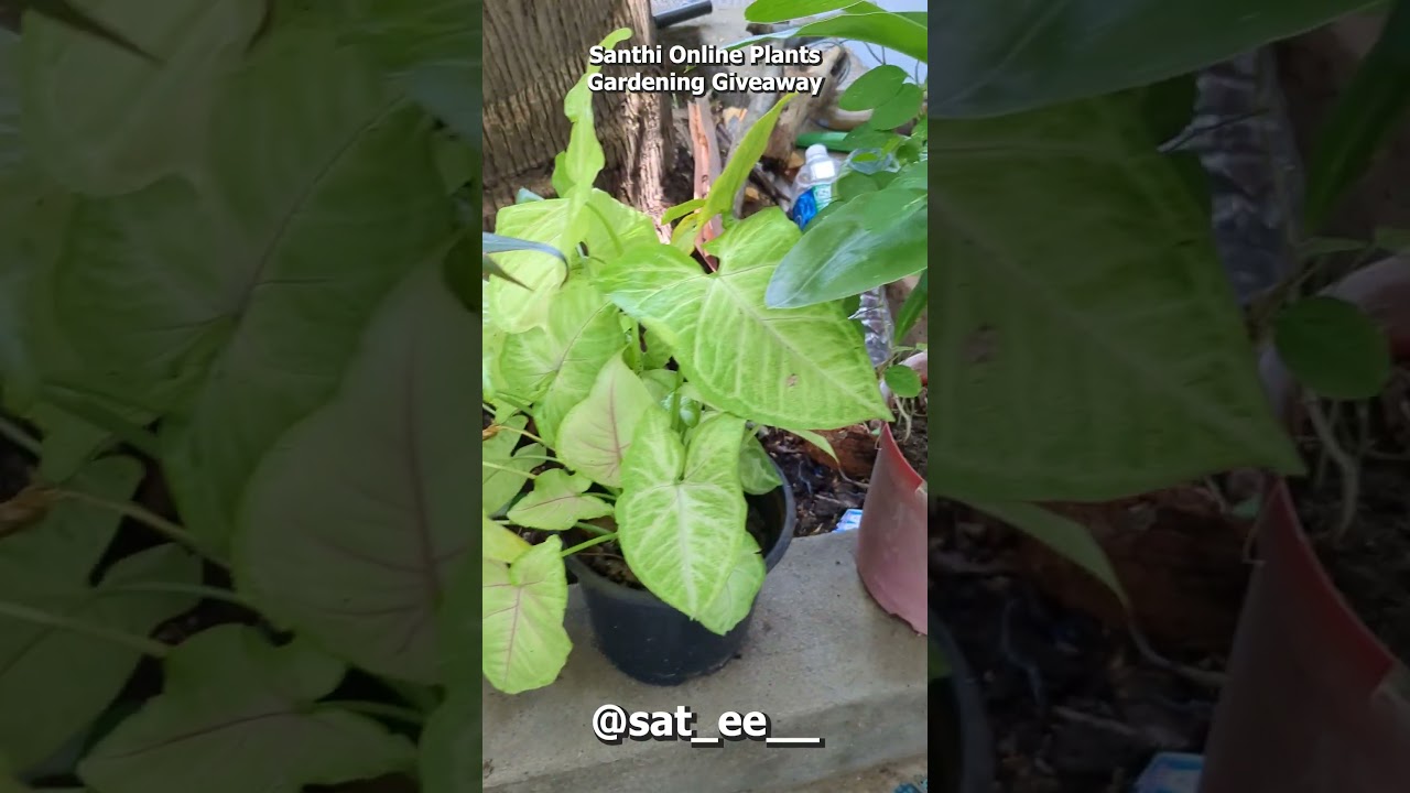 Garden Tour | Santhi Online Plants Gardening Giveaway | Buy Plants Online