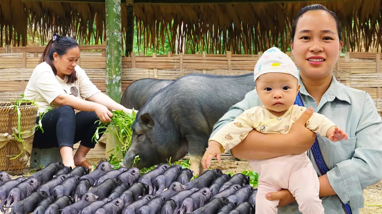 Feeding my Giant Pigs& Piglets Vegetables, How to Make Wooden Stools to Sell at the Market