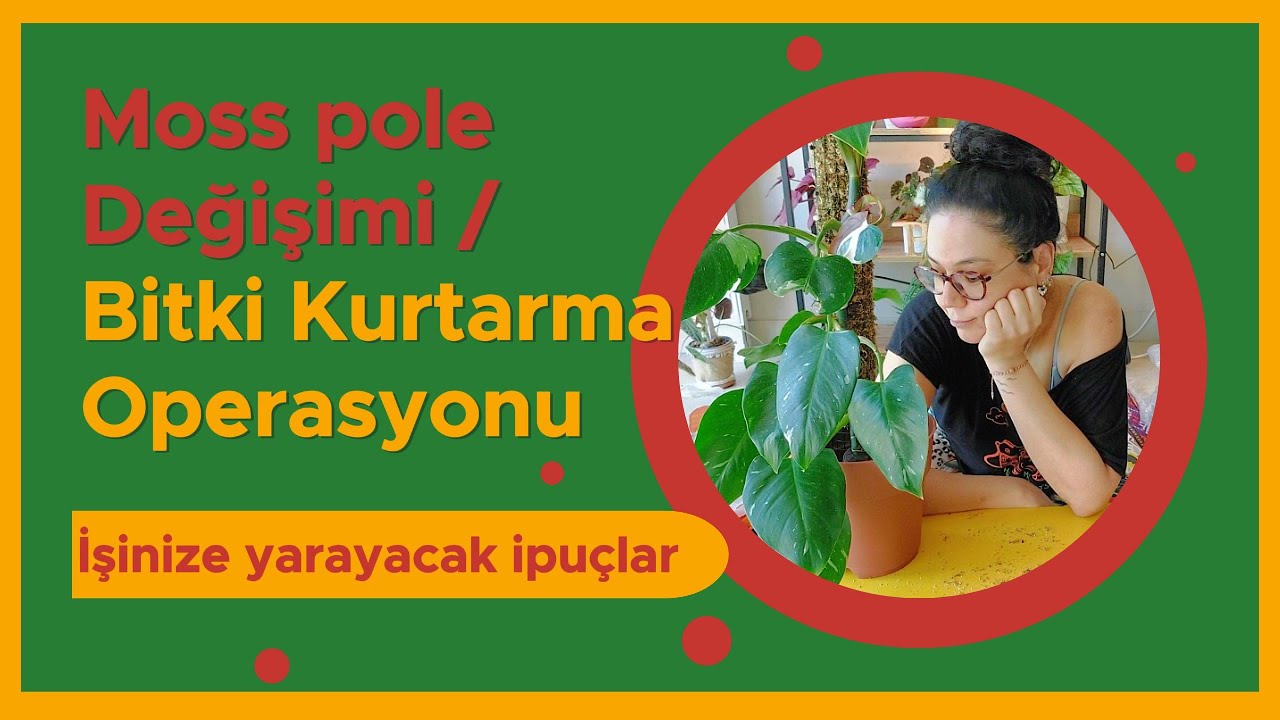 Moss Pole Yapımı ve Bitki Kurtarma Operasyonu 1. Bölüm