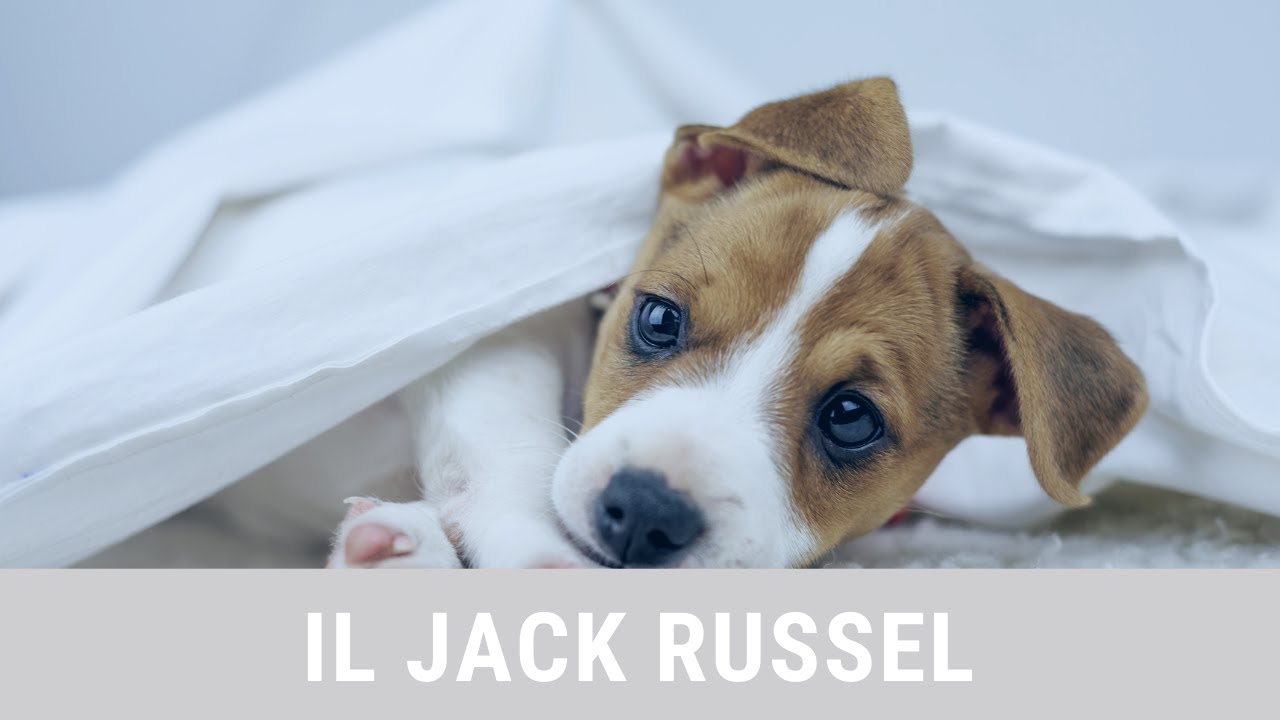 Il Jack Russel: il piccolo grande cane