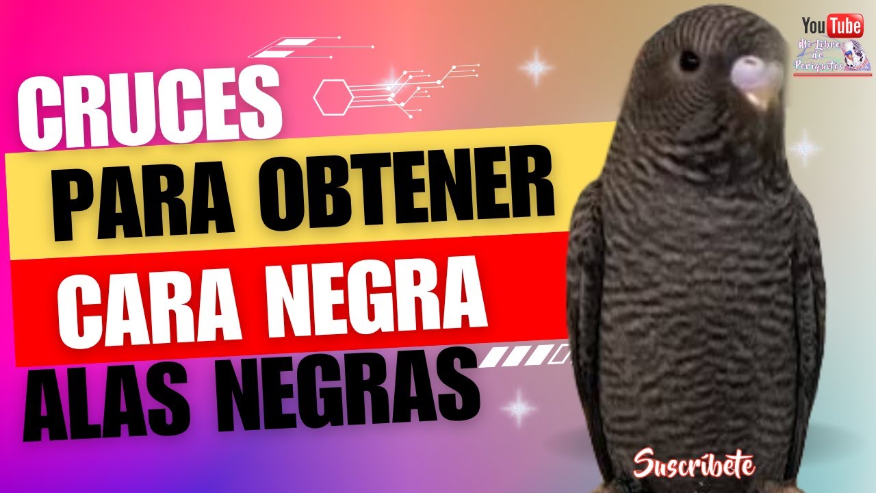 Periquitos Alas Negras, Cara Negra Cruces Para Obtenerlos
