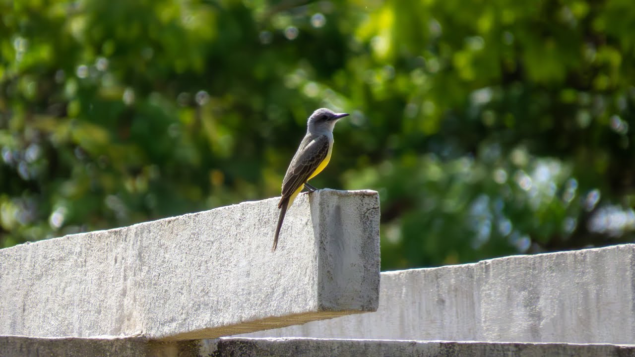 Alguns momentos da rotina do Suiriri - Tyrannus melancholicus antes de sair acompanhado