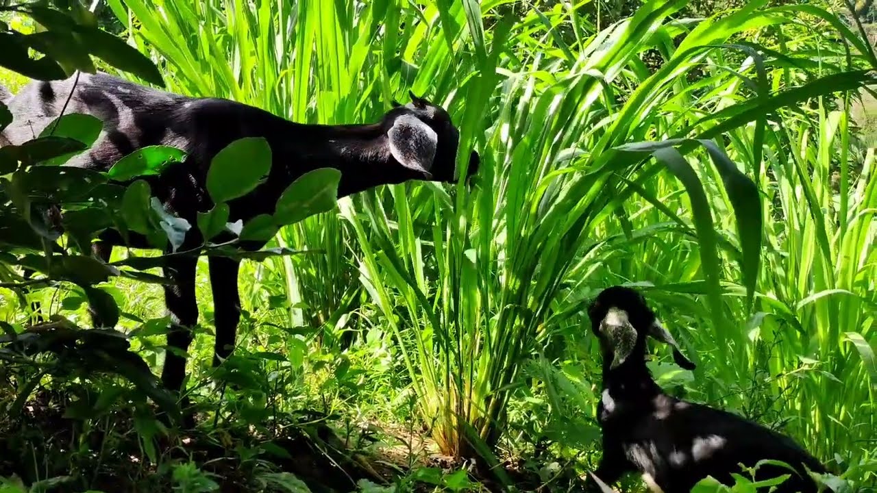 Goat Farming | Mombasa Grass 20 to 30 days harvest interval