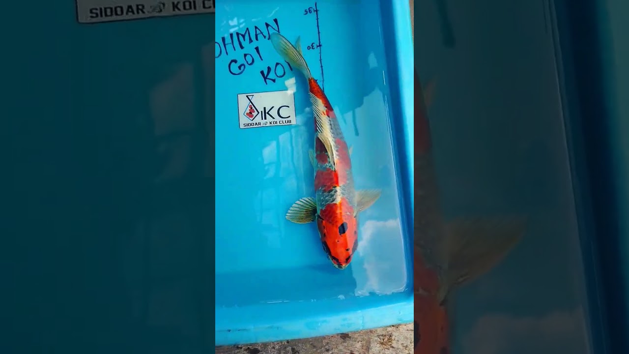koi jenis kujaku jos original #koiindonesia #ikan #ikanhias #koi