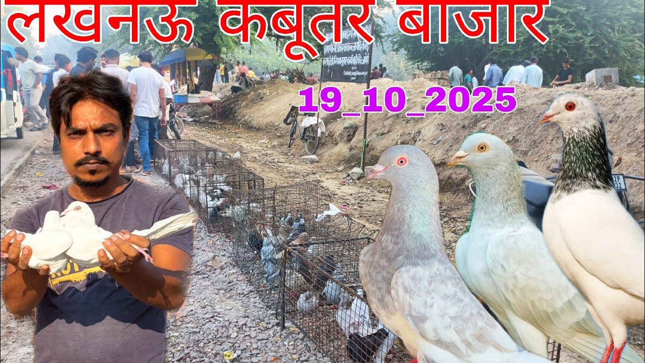 लखनऊ कबूतर बाजार 🫠 19_10_25 Lucknow Kabutar Market New Video, 100/150/200/में नायब कबूतर 🫠