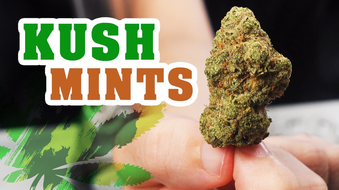 Kush Mints Strain Review: Best Organic Weed in Thailand!?