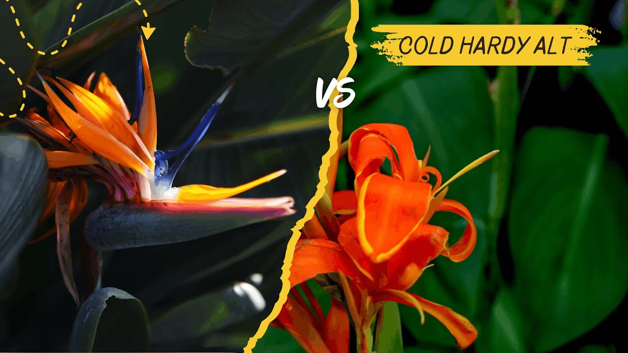What even is a *Bird of Paradise*?