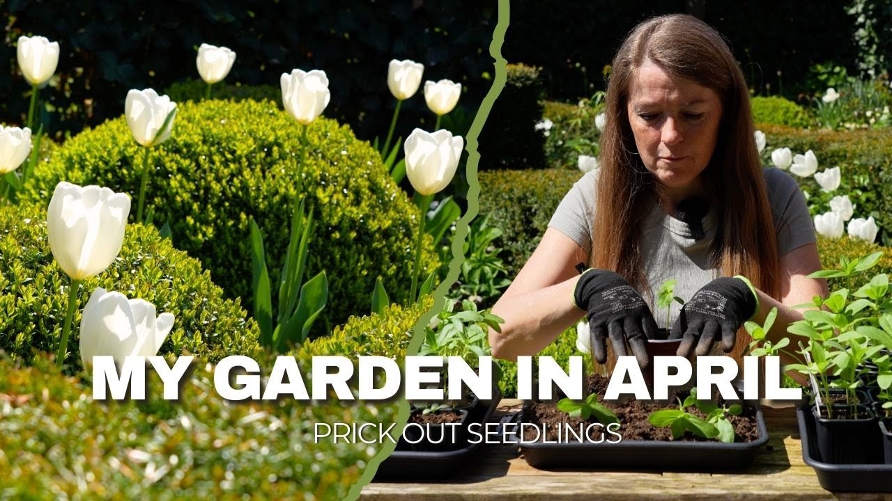 Tulips twinkling in the garden, Prick out zinnias & snapdragons, plant lettuce | My garden in April