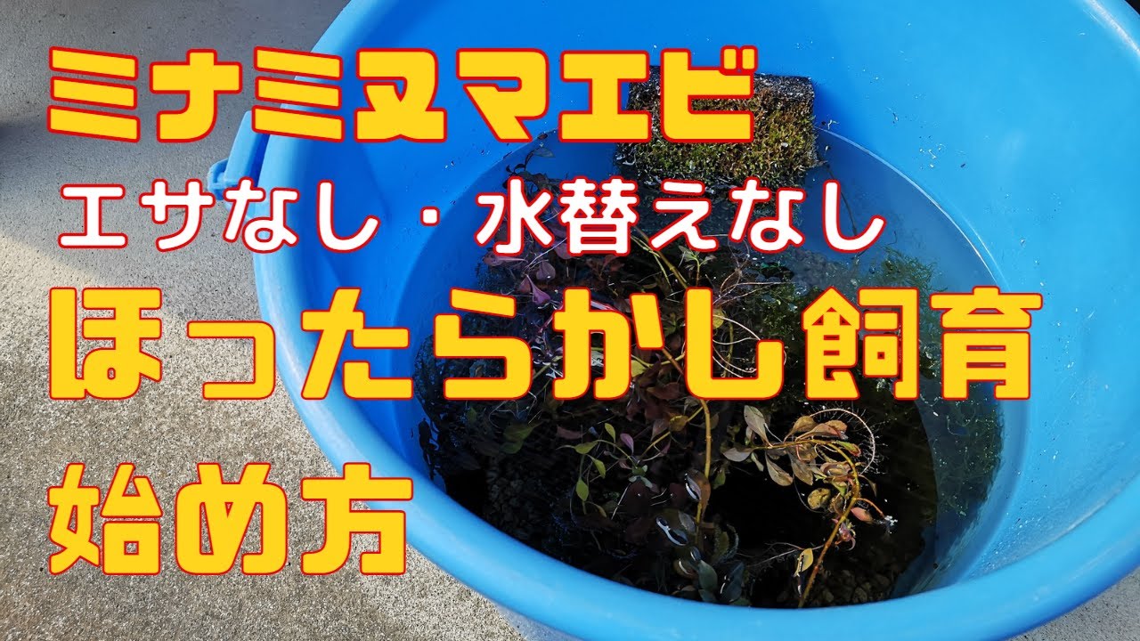 ミナミヌマエビほったらかし飼育の始め方エサ無し水替え不要