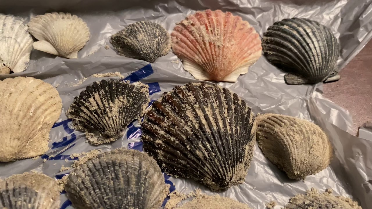 First time shelling: Port Aransas Beach in Port Aransas, Texas. #shelling #seashells