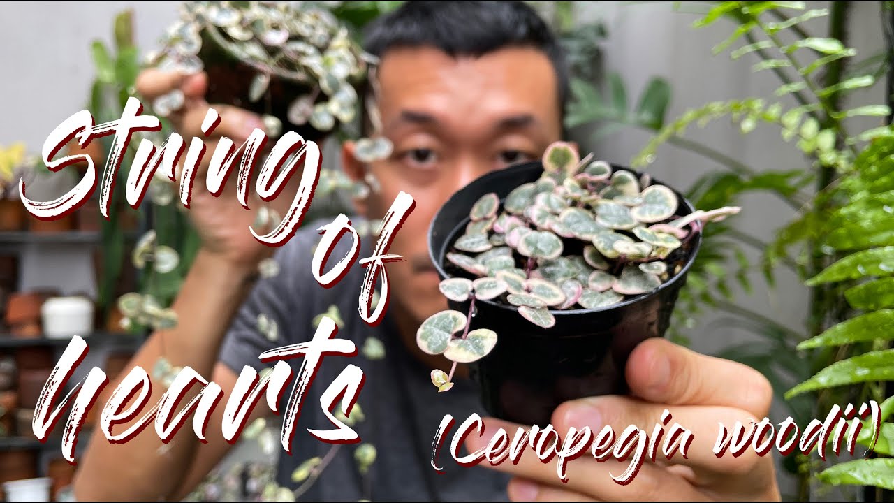 Ceropegia Woodii - String of Hearts Variegated Советы по уходу и размножению - С УДОВЛЕТВОРИТЕЛЬН...