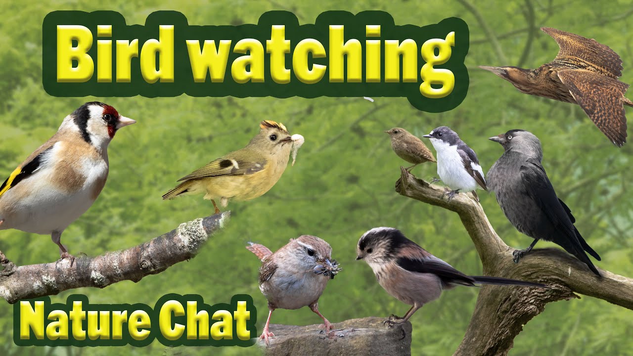 Today I'm talking about Bird watching. How to and why.