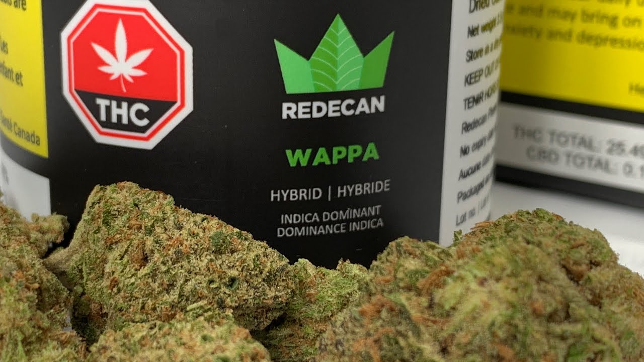 Wappa by RedeCan Reviewed