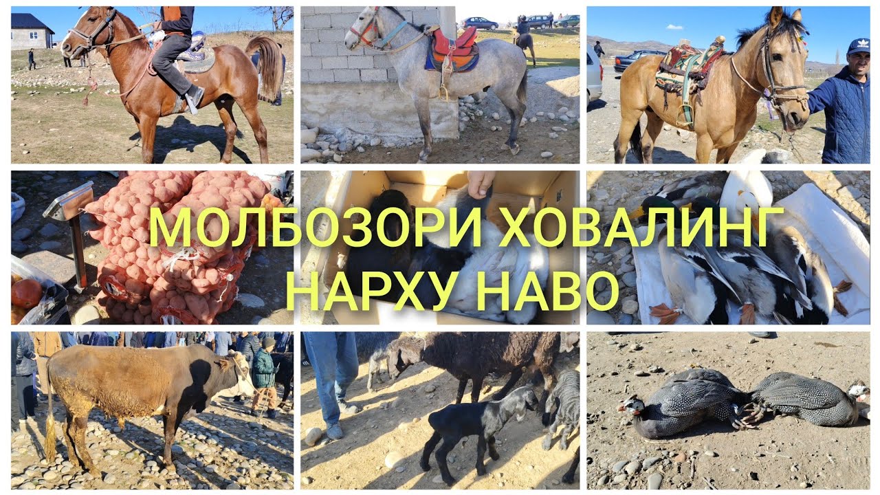 МОЛБОЗОРИ ХОВАЛИНГ НАРХУ НАВО 01.03. 2026