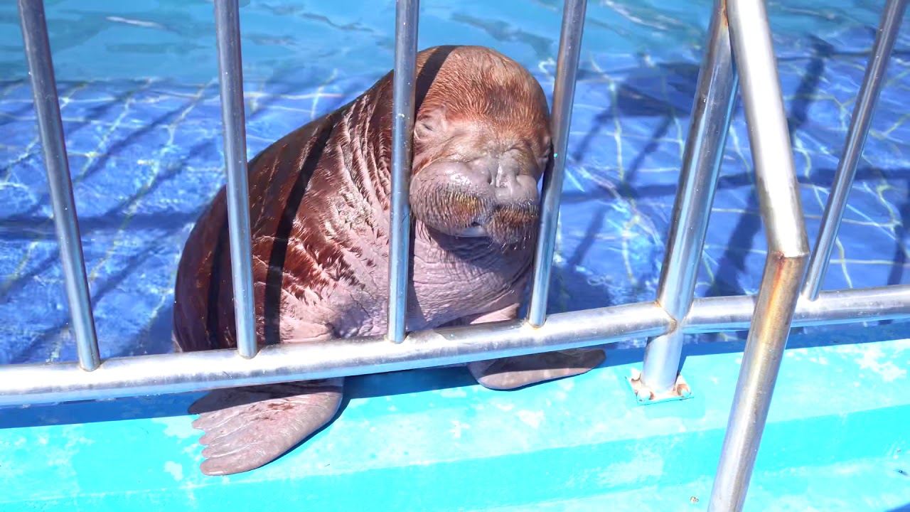Baby Walrus at Safari World 2020