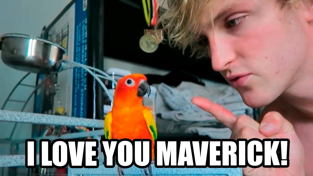 LOGAN & MAVERICK! R.I.P MAVERICK THE BIRD! BEST MOMENTS BETWEEN 2 SOULS!