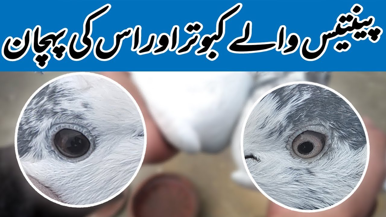 35 Walay Kabootar | Joray Ka Shok | 35 Walay Kabootar Ki Pehchan