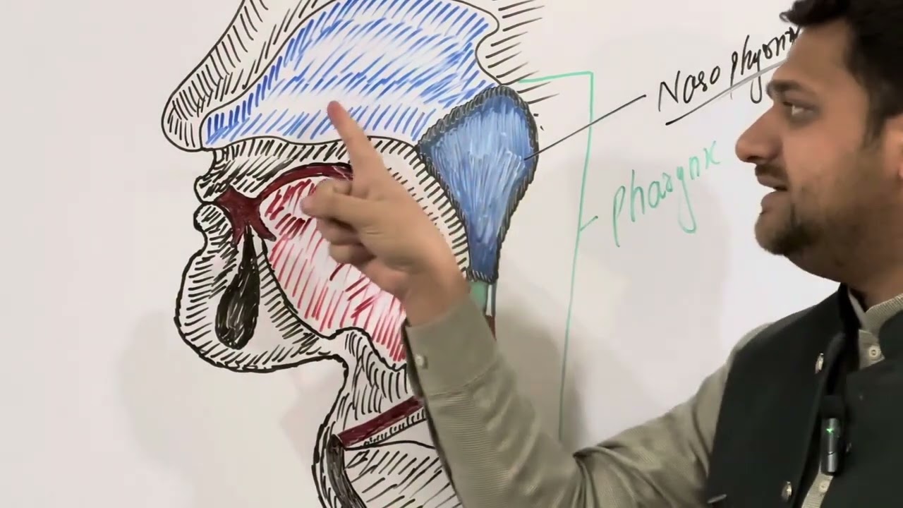 Pharynx||Respiratory system||Lec 4 || Day 4