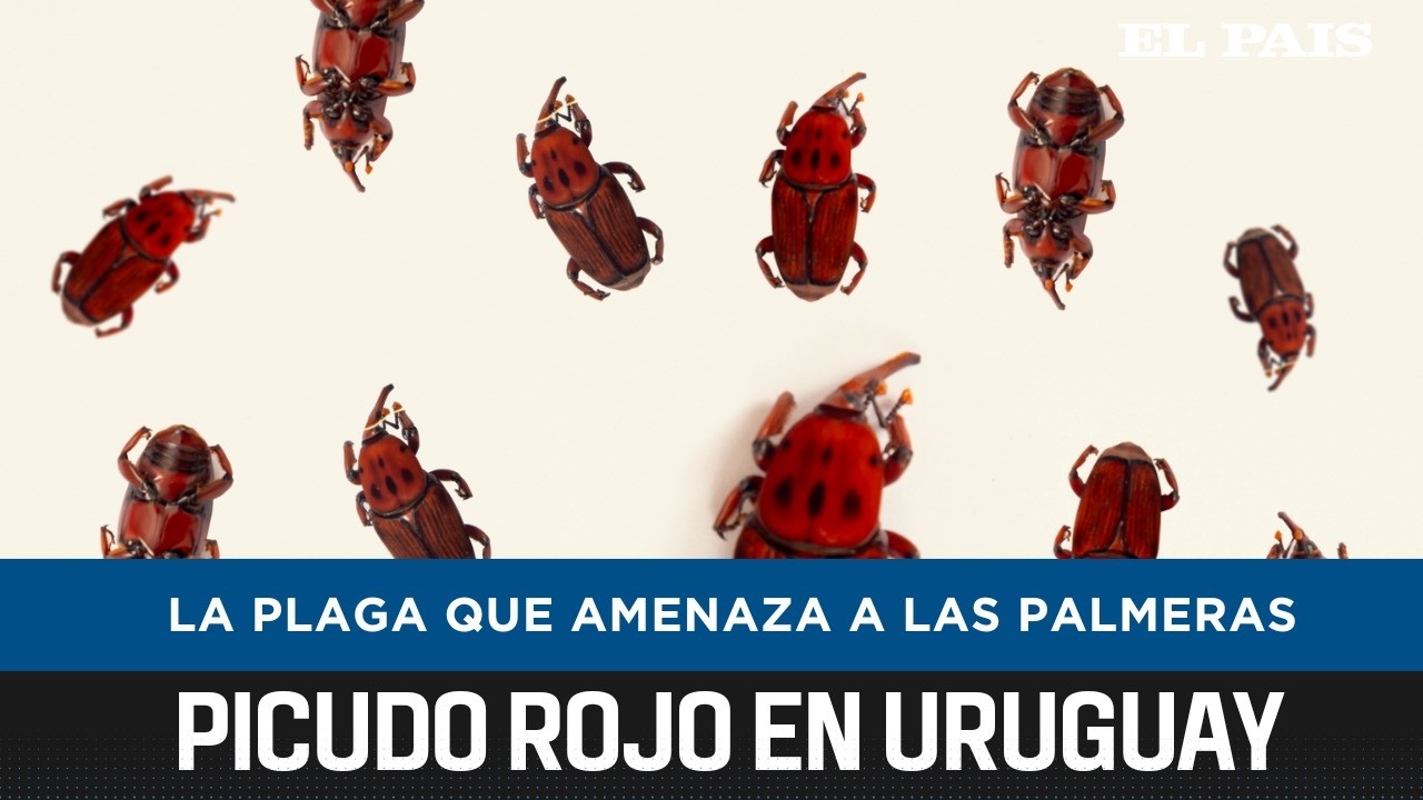 ¿Qué es el picudo rojo? La plaga exótica que no saben cómo llegó a Uruguay y amenaza a las palmeras