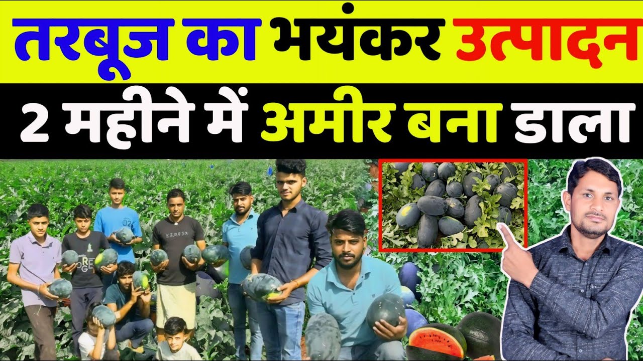 तरबूज की खेती कब और कैसे करें | tarbuj ki kheti ki jankari | watermelon farming in india