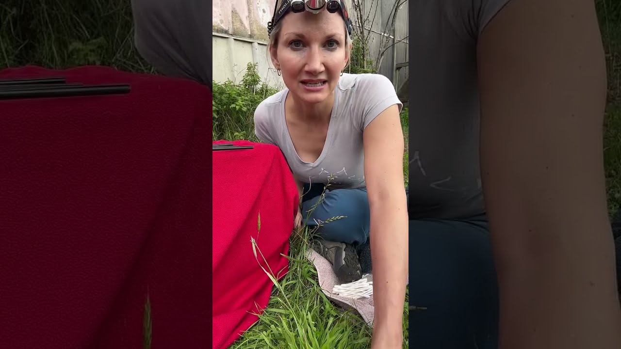 How we do feral cat exams in the wild