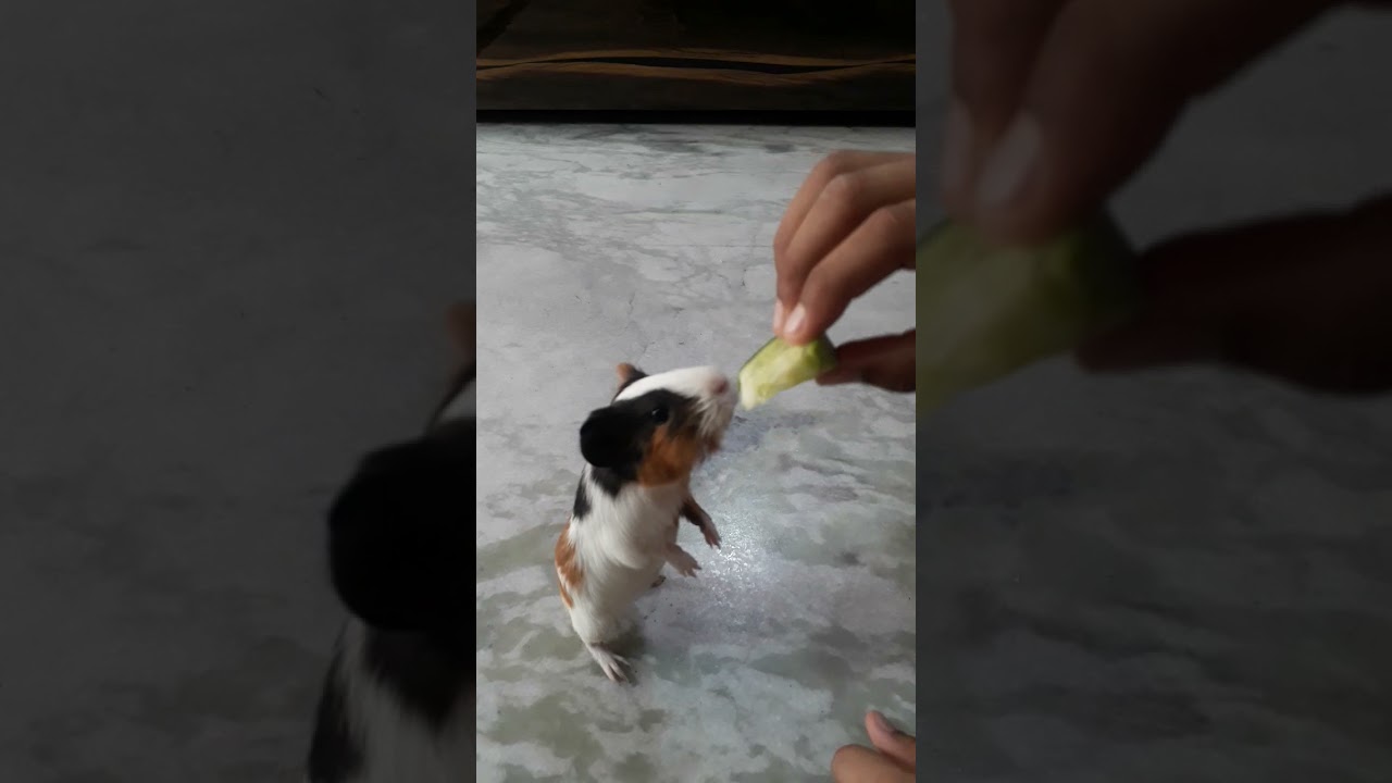 Trained Guinea pig baby
