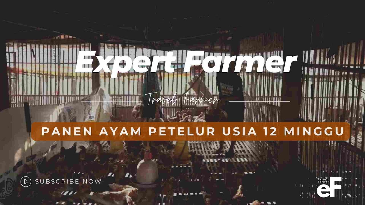 Panen Ayam Petelur/Ayam Pullet Usia 12 Minggu