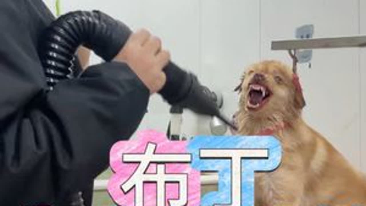 全程宠主陪同，没用意见，凶人咬人，没办法才来的我这边#vlog十亿流量扶持计划 #养狗经验分享 #宠物店 #宠物洗澡 #养狗人