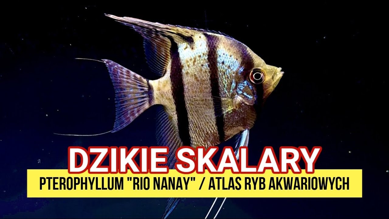 SKALAR RIO NANAY &ndash; Dzikie Piękno Amazonii w Twoim Akwarium / Atlas Ryb Akwariowych